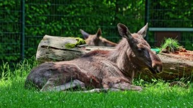 Geyik ya da geyik, Alces Alces geyik familyasındaki en büyük türdür. Geyikler, erkeklerin geniş, düz ya da palmat boynuzlarıyla ayırt edilir..