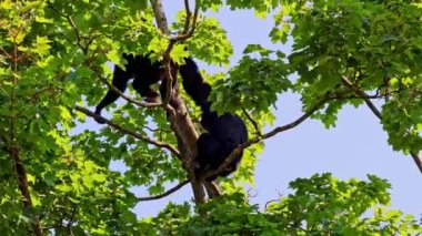 Siyah kafalı örümcek maymun, Ateles fusciceps bir örümcek maymun türüdür, yeni dünya maymun türü, orta ve Güney Amerika 'dan.