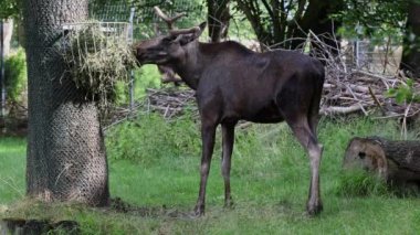 Geyik ya da geyik, Alces Alces geyik familyasındaki en büyük türdür. Geyikler, erkeklerin geniş, düz ya da palmat boynuzlarıyla ayırt edilir..