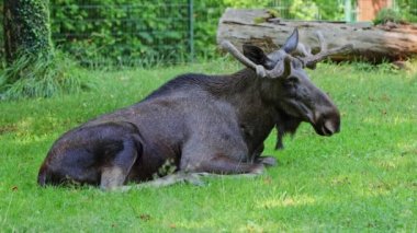 Geyik ya da geyik, Alces Alces geyik familyasındaki en büyük türdür. Geyikler, erkeklerin geniş, düz ya da palmat boynuzlarıyla ayırt edilir..