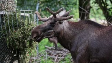 Geyik ya da geyik, Alces Alces geyik familyasındaki en büyük türdür. Geyikler, erkeklerin geniş, düz ya da palmat boynuzlarıyla ayırt edilir..