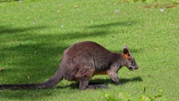 Bažina Wallaby Wallabia Bikolor Jedním Menších Klokanů Tato Wallaby Také — Stock video