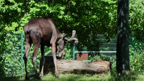 Alce Alce Alces Alces Più Grande Specie Esistente Nella Famiglia — Video Stock