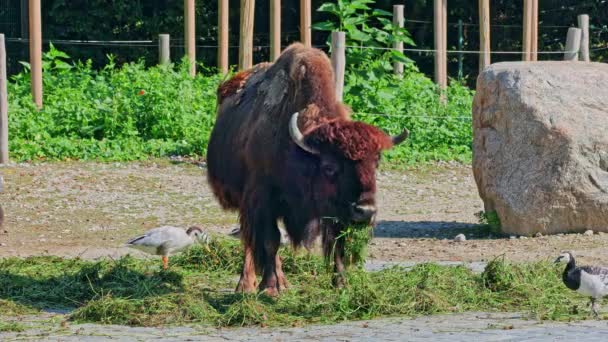 美洲野牛或简称野牛 俗称美洲野牛或简称水牛 是北美的一种野牛 曾在北美大群中游荡 — 图库视频影像