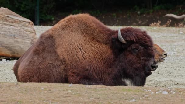 Der Amerikanische Bison Oder Einfach Bison Auch Allgemein Als Amerikanischer — Stockvideo