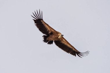 Griffon akbabası, Gyps Fulvus Monfrague Ulusal Parkı 'nda Salto del Gitano' da uçuyor. Caceres, Extremadura, İspanya.