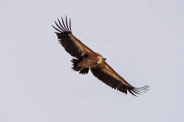 Griffon Vulture Gyps Fulvus Flying Salto Del Gitano Monfrague National — Stock Photo, Image