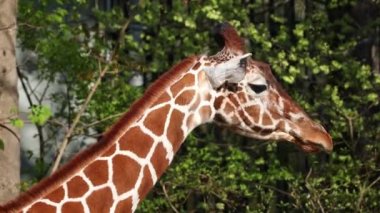 Zürafa, Zürafa camelopardalis, Afrika 'nın tek ayak parmaklı tek parmaklı, yaşayan en uzun boylu, en uzun boylu kara hayvanıdır..