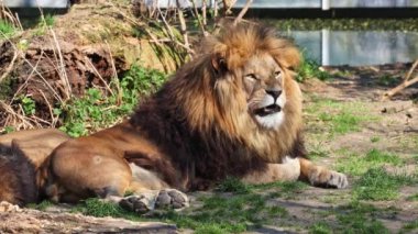 Aslan, Panthera leo, Panthera cinsindeki dört büyük kediden biridir ve Felidae familyasının bir üyesidir..