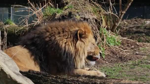 ライオンのパンテラ レオはパンテラ属の4匹の猫のうちの1匹で — ストック動画