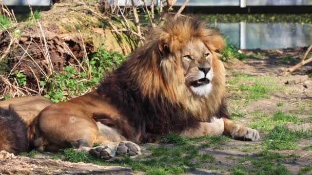 Лев Panthera Leo Является Одним Четырех Больших Кошек Роде Panthera — стоковое видео
