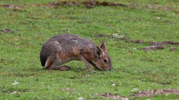 Patagonian Mara Dolichotis Patagonum Large Relatives Guinea Pigs Common Patagonian — Stock Video