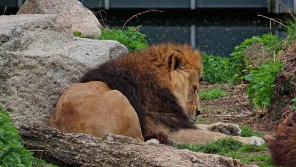 Aslan Panthera Leo Panthera Cinsindeki Dört Büyük Kediden Biridir Felidae — Stok video