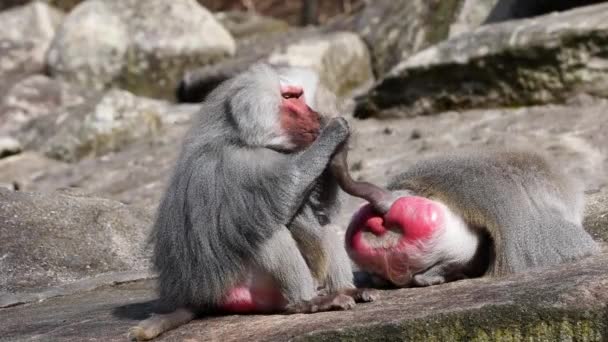 드리야 개코원숭이 하마드리야 서로를 손질하고 있습니다 파비오 드리아스는 개코원숭이의 일종이다 — 비디오
