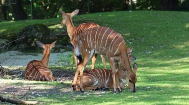 Nyala, Tragelaphus angasii Güney Afrika 'ya özgü spiral boynuzlu bir antiloptur. Bovidae familyasından ve Nyala familyasından, Tragelaphus familyasından bir türdür.. 