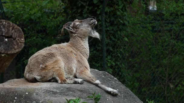 Turkmensk Markhor Capra Falconeri Heptneri Navnet Denne Arten Kommer Fra – stockvideo