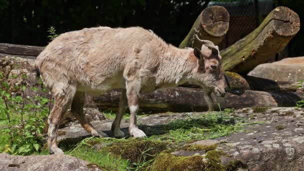 Turkmensk Markhor Capra Falconeri Heptneri Navnet Denne Arten Kommer Fra – stockvideo