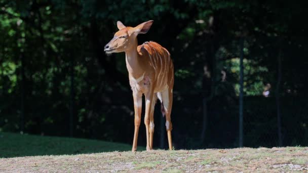 Nyala Tragelaphus Angasii Antilope Spirale Originaria Dell Africa Meridionale Una — Video Stock