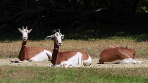 大马羚羊 Dama Gazelle 是一种羚羊 生活在撒哈拉沙漠和萨赫勒地区的非洲人 在沙漠灌木和相思树上吃草 在干旱中吃粗糙的草 — 图库视频影像