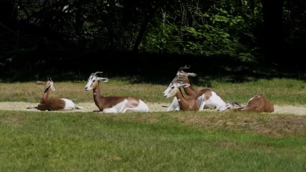 大马羚羊 Dama Gazelle 是一种羚羊 生活在撒哈拉沙漠和萨赫勒地区的非洲人 在沙漠灌木和相思树上吃草 在干旱中吃粗糙的草 — 图库视频影像