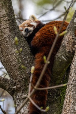 Kırmızı panda, Ailurus fulgens, daha küçük panda ve kırmızı kedi ayı olarak da bilinir..