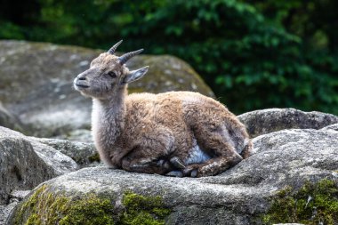 Erkek dağ keçisi - Avrupa Alplerinde yaşayan bir kayanın üzerindeki kapra dağ keçisi