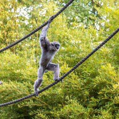 Gümüş maymunu, Hyloates Moloch. Gümüş renkli şebek, en çok tehdit edilen türler arasında yer alıyor..