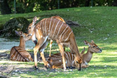 Nyala, Tragelaphus angasii Güney Afrika 'ya özgü spiral boynuzlu bir antiloptur. Bovidae familyasından ve Nyala familyasından, Tragelaphus familyasından bir türdür..
