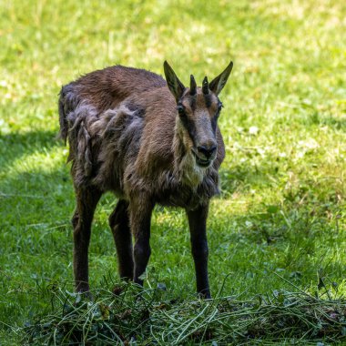 Apennine Chamois, Rupicapra pyrenaica ornata, İtalya 'daki Abruzzo-Lazio-Molise Ulusal Parkı ve İspanya' daki Pireneler 'de yaşamaktadır.