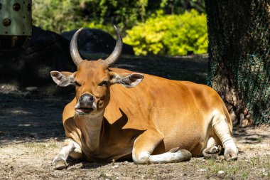 Banteng, Bos javanicus veya Red Bull. Vahşi bir sığır türüdür ama sığır ve bizondan farklı kilit özellikler vardır: hem erkek hem de dişilerde beyaz bir şerit..