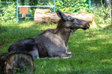 Avrupa geyiği, Alces alces, geyik olarak da bilinir. Vahşi yaşam hayvanı.
