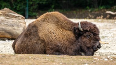 Bizon ya da bizon, bir zamanlar Kuzey Amerika 'da geniş sürüler halinde yaşayan bir bizon türüdür..