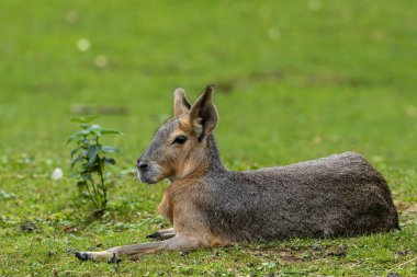 Patagonya Mara 'sı, Dolikotis patagonum. Gine domuzlarının bu büyük akrabaları Arjantin 'in Patagonya bozkırlarında yaygındır ama Paraguay gibi Güney Amerika' nın diğer bölgelerinde de yaşarlar..