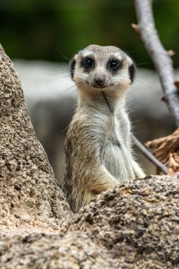 Meerkat, Suricata suricatta bir taşın üzerinde oturuyor ve uzaklığa bakıyor..