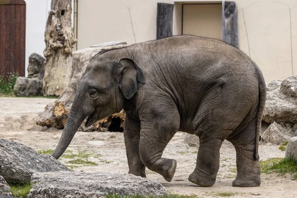 A young little Asian elephant, Elephas maximus also called Asiatic elephant, is the only living species of the genus Elephas and is distributed in the Indian subcontinent and Southeast Asia