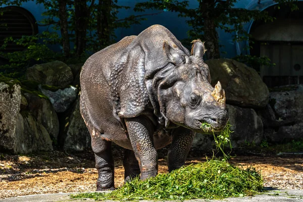 The Indian Rhinoceros, Rhinoceros unicornis is also called Greater One-horned Rhinoceros and Asian One-horned Rhinoceros and belongs to the Rhinocerotidae family.