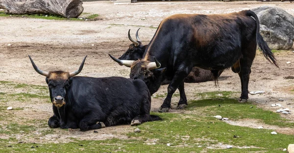 ヘック牛 ボスPrimigenius Taurusは絶滅したオーロックに似ていると主張した ドイツの公園で見られる国内の高地牛 — ストック写真