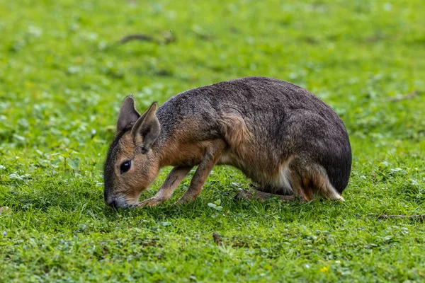 Patagonische Mara Dolichotis Patagonum Deze Grote Familieleden Van Cavia Komen — Stockfoto