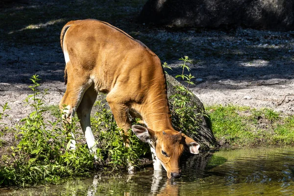 Banteng, Bos javanicus or Red Bull. It is a type of wild cattle But there are key characteristics that are different from cattle and bison: a white band bottom in both males and females.