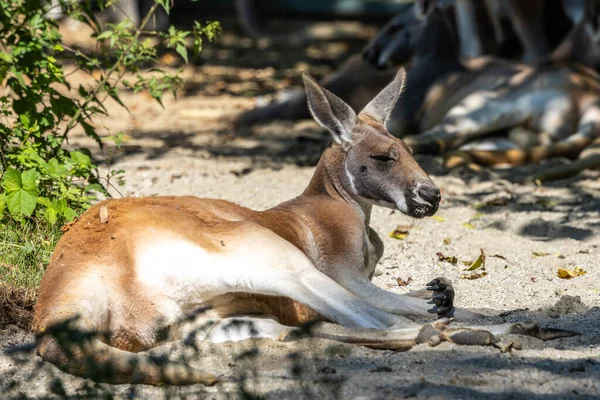 The red kangaroo, Macropus rufus is the largest of all kangaroos, the largest terrestrial mammal native to Australia, and the largest extant marsupial.