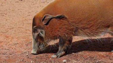 Kızıl nehir domuzu, Potamochoerus porcus, ayrıca çalı domuzu olarak da bilinir. Bu domuzun yer altında yiyecek bulmak için keskin bir koku alma duyusu var..