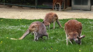 Kırmızı kanguru, Macropus Rufus tüm kanguruların en büyüğü, Avustralya 'ya özgü en büyük karasal memeli ve mevcut en büyük keseli hayvandır..