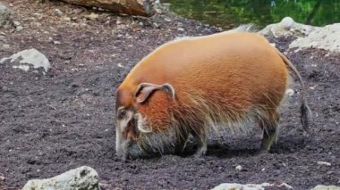 Kızıl nehir domuzu, Potamochoerus porcus, ayrıca çalı domuzu olarak da bilinir. Bu domuzun yer altında yiyecek bulmak için keskin bir koku alma duyusu var..