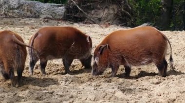 Kızıl nehir domuzu, Potamochoerus porcus, ayrıca çalı domuzu olarak da bilinir. Bu domuzun yer altında yiyecek bulmak için keskin bir koku alma duyusu var..