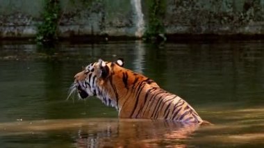 Sibirya kaplanı, Panthera tigris altaica dünyanın en büyük kedisidir.