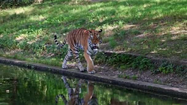 Siberian Tiger Panthera Tigris Altaica Biggest Cat World — Stock Video