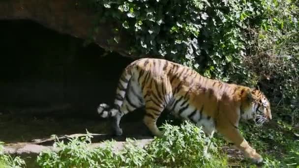Den Sibiriska Tigern Panthera Tigris Altaica Den Största Katten Världen — Stockvideo