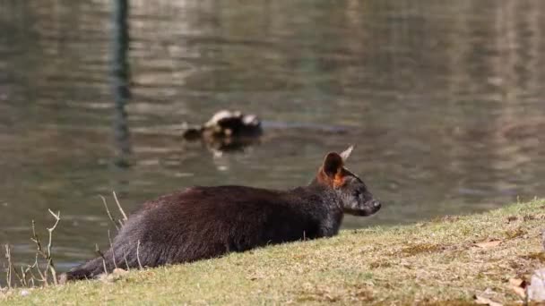 Bagno Wallaby Dwukolorowy Wallabia Jest Jednym Mniejszych Kangurów Ściana Jest — Wideo stockowe