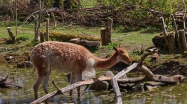 Vicunas, Vicugna Vicugna, And Dağları 'nın yüksek dağlık bölgelerinde yaşayan lama' nın akrabaları.