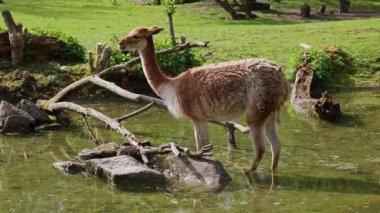 Vicunas, Vicugna Vicugna, And Dağları 'nın yüksek dağlık bölgelerinde yaşayan lama' nın akrabaları.